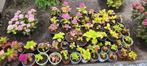 Stekken van diverse soorten hortensia's, Tuin en Terras, Planten | Tuinplanten, Ophalen, Zomer, Overige soorten, Halfschaduw