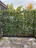 Hedera kant en klaar hagen 120x120/120/180 en 120/200 cm