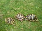 landschildpad - Griekse landschildpadden - Hobbykweker, Dieren en Toebehoren, Reptielen en Amfibieën, Schildpad