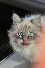 Lieve Siberische Boskat (Neva Masquerade) 1 jaar oud, Dieren en Toebehoren, Katten en Kittens | Raskatten | Langhaar, Poes, Gechipt