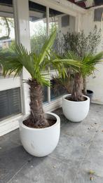 3 Grote Palmbomen + 2 Kleine – Inclusief Design Potten, Volle zon, Ophalen of Verzenden, 100 tot 250 cm, Zomer