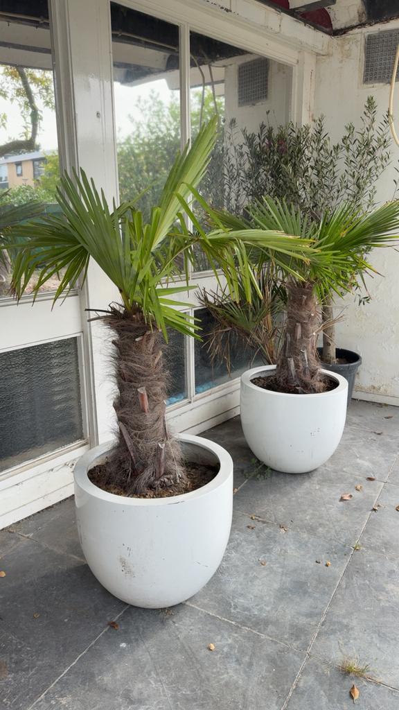3 Grote Palmbomen + 2 Kleine – Inclusief Design Potten, Tuin en Terras, Planten | Bomen, Palmboom, 100 tot 250 cm, Volle zon, Zomer