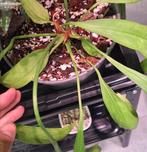 Anthurium Vittarifolium, Huis en Inrichting, Kamerplanten, Ophalen, Halfschaduw, Minder dan 100 cm