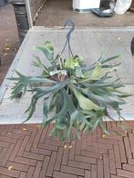 DAPPERMARKT! Hertshoorn varen (Platycerium) potmaat 19, Huis en Inrichting, Ophalen, Halfschaduw, Minder dan 100 cm