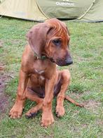 Deze knappe Rhodesian Ridgeback zoekt nog een baasje ❤️💙, Dieren en Toebehoren, Rabiës (hondsdolheid), 8 tot 15 weken, Groot