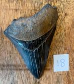 Megalodon tand 9cm, Ophalen of Verzenden, Fossiel