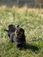 Rottweiler pups, Dieren en Toebehoren, België, Particulier, Rabiës (hondsdolheid), 8 tot 15 weken