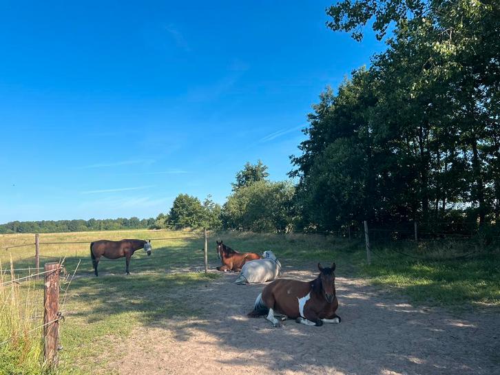 Gezocht stal bij groot buitengebied West-Brabant, Dieren en Toebehoren, Stalling en Weidegang, Weidegang