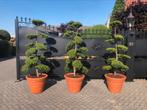 Ilex crenata strong caroline tuinbonsai in sierpot, Vaste plant, Bloeit niet, Halfschaduw, Ophalen