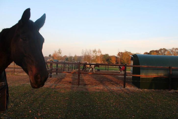 plek vrij op pensionstal, Dieren en Toebehoren, Stalling en Weidegang, Stalling, Weidegang, 1 paard of pony