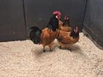 Vorwerk haan fokhaan, Dieren en Toebehoren, Pluimvee, Mannelijk, Kip