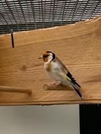 Major Putter Man Te Koop, Dieren en Toebehoren, Vogels | Overige Vogels, Mannelijk, Wildzangvogel, Geringd