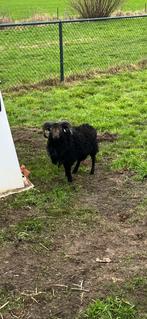 ouessant ram, Mannelijk, Schaap, 0 tot 2 jaar