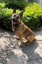 Mechelse herder (Goudeerlijke sociale) Familiy ProtectionDog, Rabiës (hondsdolheid), Reu, 1 tot 2 jaar, Eén hond