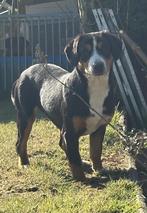 Entlebucher teefjes nestzusjes fci stamb Oekraïnsch import, Parvo, Overige rassen, 1 tot 2 jaar, Buitenland