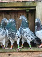Pakistaanse Hoogvliegers, Meerdere dieren