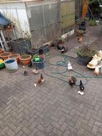 Serama kippen/eitjes, Dieren en Toebehoren, Vrouwelijk, Kip