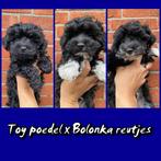 Super leuke boomer pups! Toy x bolonka, CDV (hondenziekte), Particulier, 8 tot 15 weken, Reu