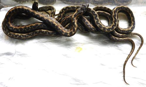 Jong trio adderringslangen, Dieren en Toebehoren, Reptielen en Amfibieën, Slang, 0 tot 2 jaar