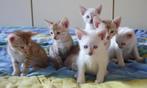 SBT Savannah Kittens, Meerdere dieren, Met stamboom, 0 tot 2 jaar