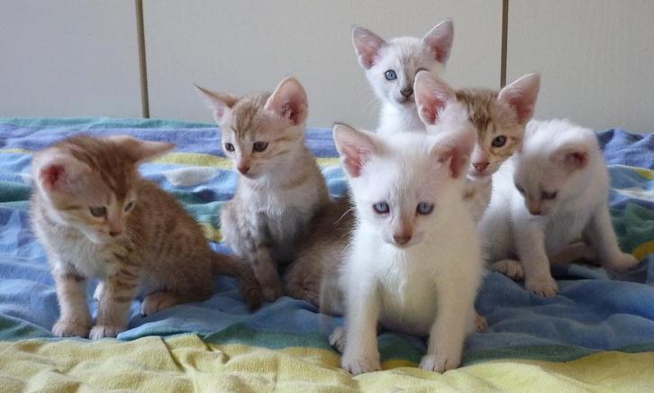 SBT Savannah Kittens, Dieren en Toebehoren, Katten en Kittens | Raskatten | Korthaar, Meerdere dieren, 0 tot 2 jaar, Met stamboom