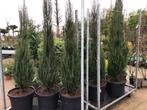Juniperus 'Bleu Arrow', smal blijvende Jeneverbes NU € 49,50, Tuin en Terras, Struik, Conifeer, Ophalen, 100 tot 250 cm