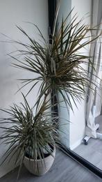 Dracaena Marginata Kamerplant, Huis en Inrichting, 100 tot 150 cm, Overige soorten, In pot, Groene kamerplant