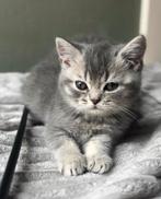 blue golden shaded kitten poesje ❤️ britse brits korthaar, Dieren en Toebehoren, Katten en Kittens | Raskatten | Korthaar, Poes