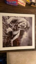 Dieren schilderijen, Ophalen