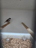 Seres man, Dieren en Toebehoren, Mannelijk