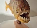 Piranha uit de Amazone, Ophalen of Verzenden, Zo goed als nieuw, Vogel, Opgezet dier