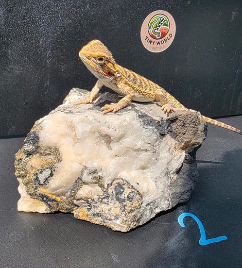 Jonge Baardagamen 0.1, Dieren en Toebehoren, Reptielen en Amfibieën, Hagedis, 0 tot 2 jaar, Tam