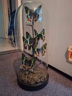 Urania Ripheus Vlinders in Stolp, Verzamelen, Dierenverzamelingen, Ophalen of Verzenden, Nieuw, Insect, Opgezet dier