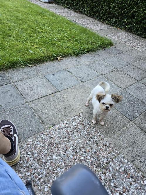 Gouden plekje gezocht, Dieren en Toebehoren, Honden | Chihuahua's en Gezelschapshonden, Reu, Overige rassen, Particulier, Meerdere