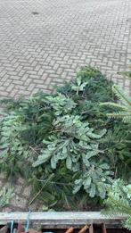 Nordman takken, Tuin en Terras, Planten | Bomen, Ophalen of Verzenden