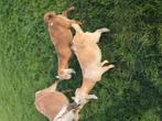 Nubbische dekbokken te koop., Dieren en Toebehoren, Mannelijk, Geit, 0 tot 2 jaar