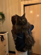 Dekkater Main coon met stamboom, 3 tot 5 jaar
