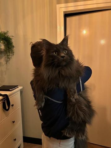 Dekkater Main coon met stamboom beschikbaar voor biedingen