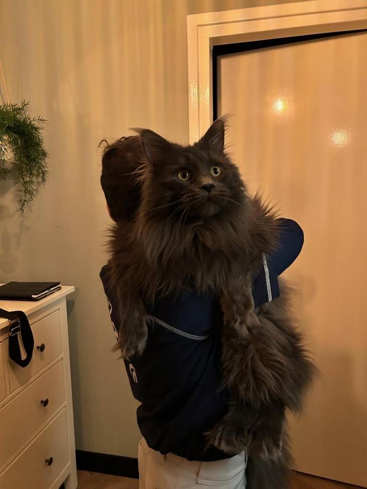 Dekkater Main coon met stamboom, Dieren en Toebehoren, Katten en Kittens | Dekkaters, 3 tot 5 jaar
