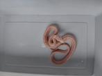 Korenslangen Ultramel anery red factor + red factor snow, Dieren en Toebehoren, Reptielen en Amfibieën, Hagedis