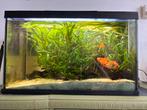 Aquarium, Ophalen, Gevuld zoetwateraquarium