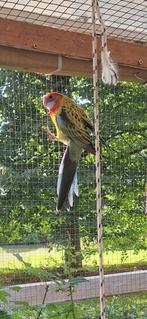 Rosela parkiet  pop 8 wieken, Dieren en Toebehoren, Vogels | Parkieten en Papegaaien, Vrouwelijk, Parkiet