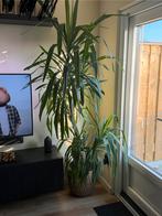 Yucca kamerplant - Stevig en decoratief!, Huis en Inrichting, Kamerplanten, Ophalen, 200 cm of meer, Halfschaduw, Yucca