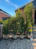 Glansmispel olijfwilg portugese laurier prunus photinia, Ophalen of Verzenden, Overige soorten, 100 tot 250 cm