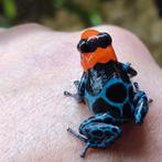 Groot assortiment Ranitomeya uit eigen kwekerij, Dieren en Toebehoren, Amfibie