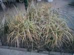 Miscanthus sinensus zebrinus siergras 6 stuks, Tuin en Terras, Planten | Tuinplanten, Ophalen, Siergrassen, Volle zon