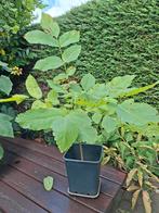 Walnootboom in pot, Ophalen, In pot