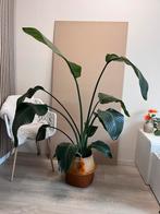 strelitzia plant, Huis en Inrichting, Kamerplanten, Groene kamerplant, Ophalen, Halfschaduw, 150 tot 200 cm