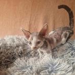 Devon rex kittens, Dieren en Toebehoren, Kater, Gechipt, 0 tot 2 jaar