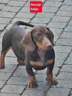 korthaar teckel pups, Dieren en Toebehoren, Honden | Teckels en Dashonden, België, Rabiës (hondsdolheid), 15 weken tot 1 jaar